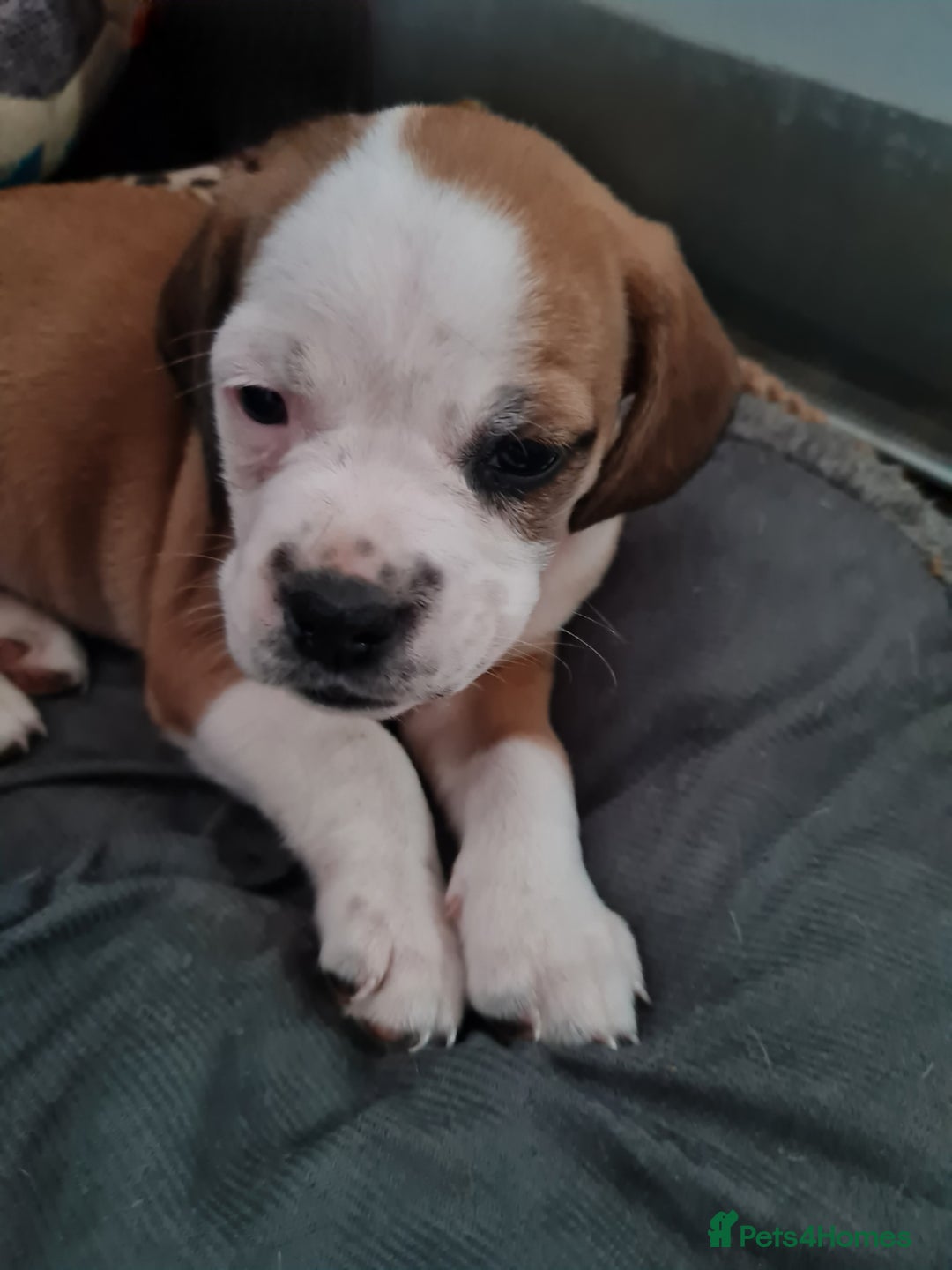 Mixed Breed dogs for sale: Pug Staffie Cross Cocker Puppies - Image 5