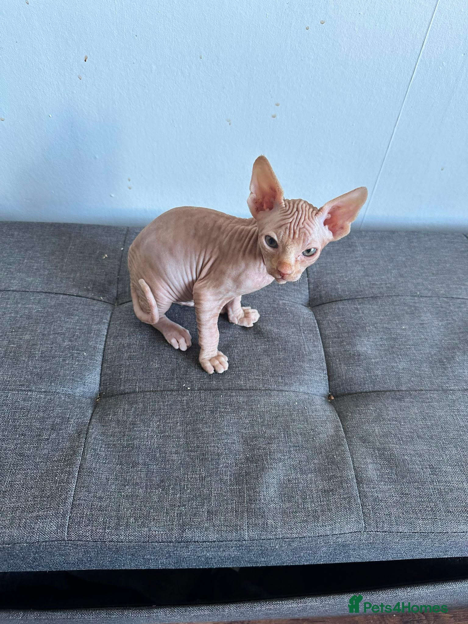 Sphynx cats Canadian sphynx ready to leave now  - Advert 4