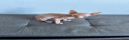 Sphynx cats for sale: Canadian sphynx ready to leave now  - Advert 4