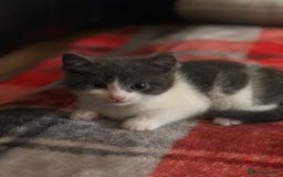 Domestic Shorthair cats for sale: 5 adorable mixed kittens, Russian Blue & Shorthair - Advert 8