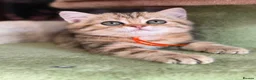 British Shorthair cats for sale: British shorthair/longhair golden kittens  - Advert 3