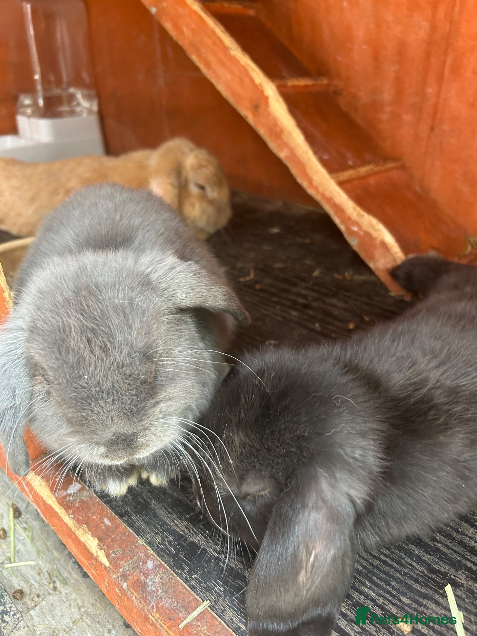 Mini Lop rabbits Gorgeous Mini Lop Babies Grey Girl left - Advert 2