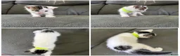 Domestic Shorthair cats for sale: Playful beautiful kittens  - Advert 6