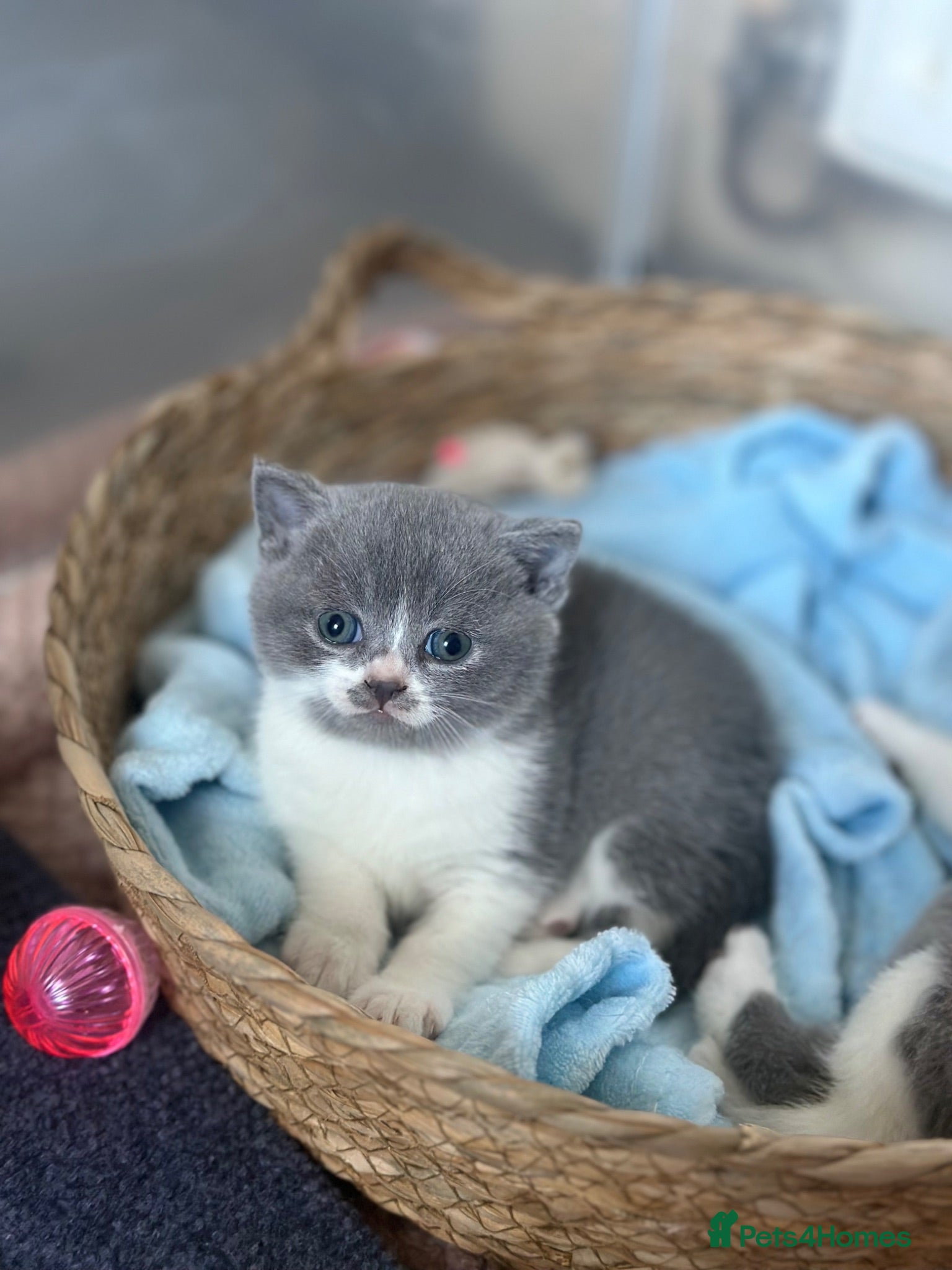 British Shorthair cats 💙 Bicolour Blue and White British Shorthair  - Advert 2