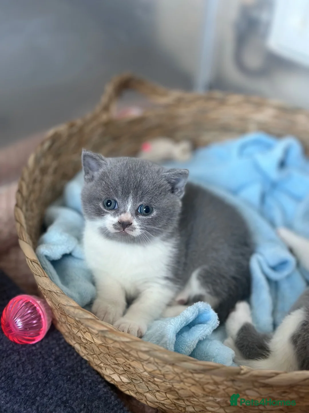 British Shorthair cats for sale: 💙 Bicolour Blue and White British Shorthair  - Advert 2