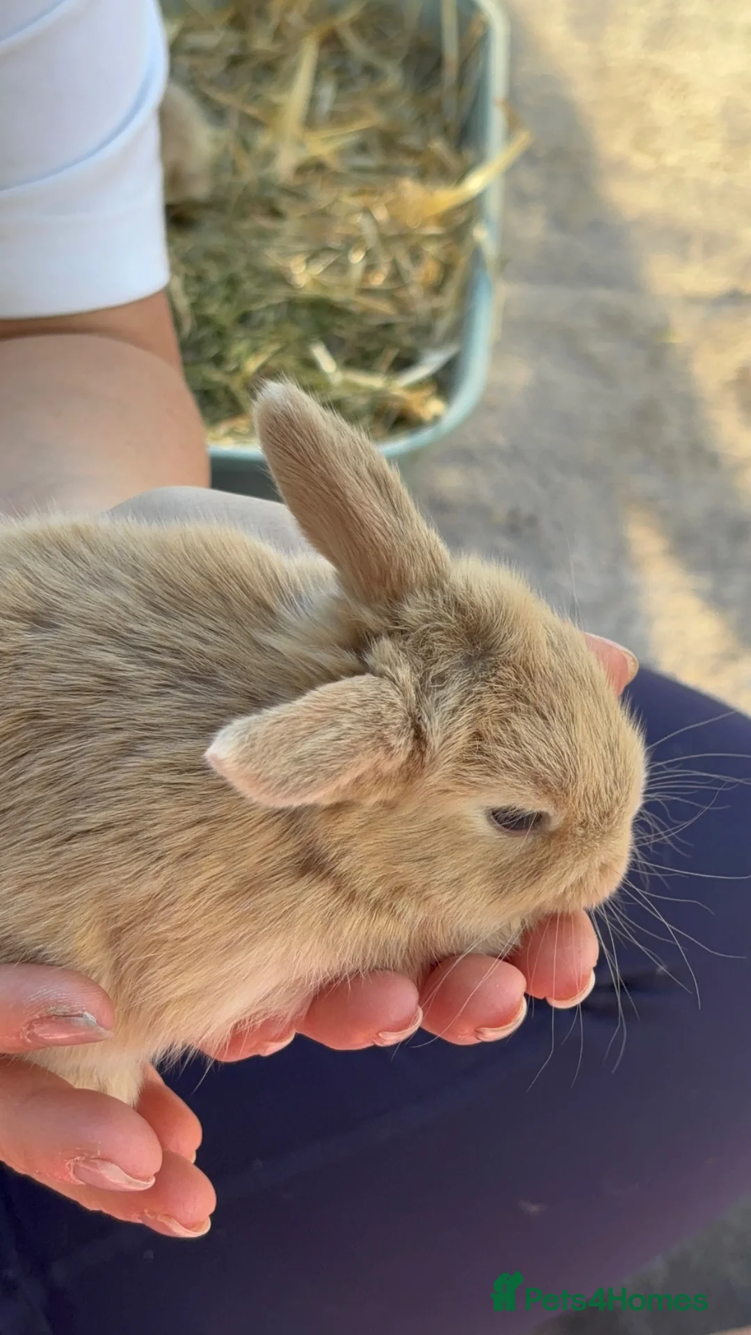 Mini Lop rabbits for sale: New born mini lop rabbits - Advert 2