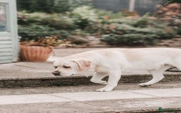 Labrador Retriever dogs for stud: Charlie  - Image 12