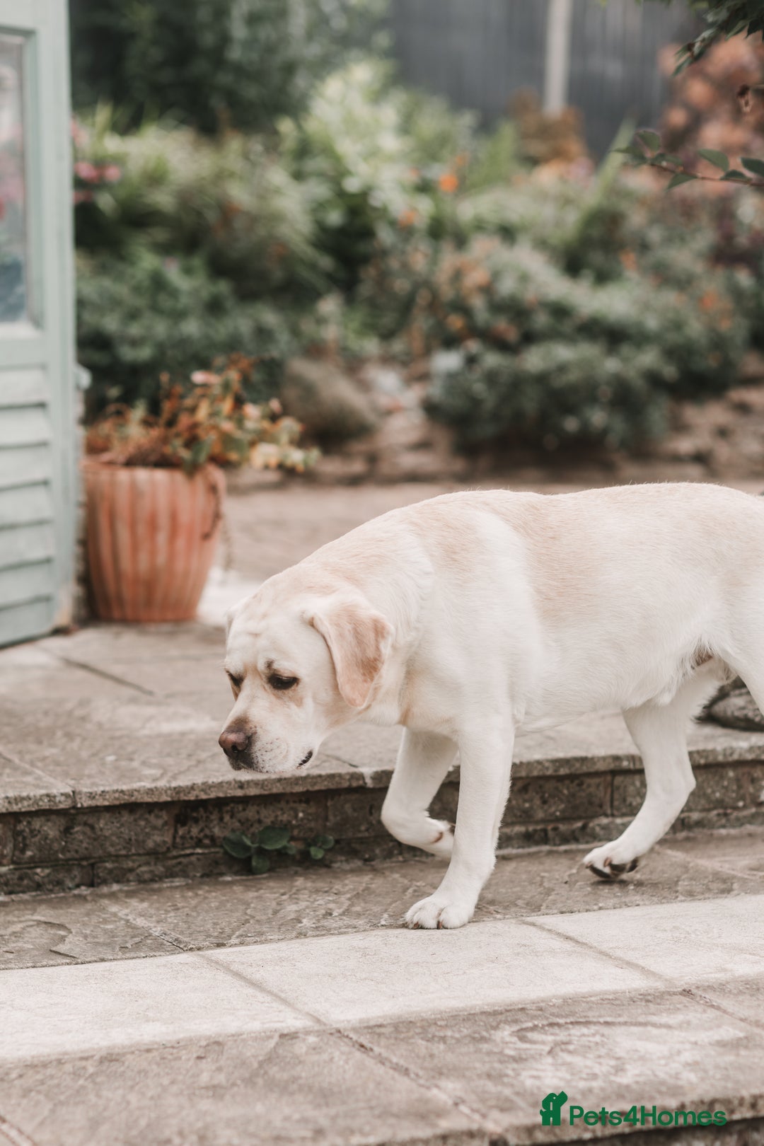 Labrador Retriever dogs for stud: Charlie  - Image 12