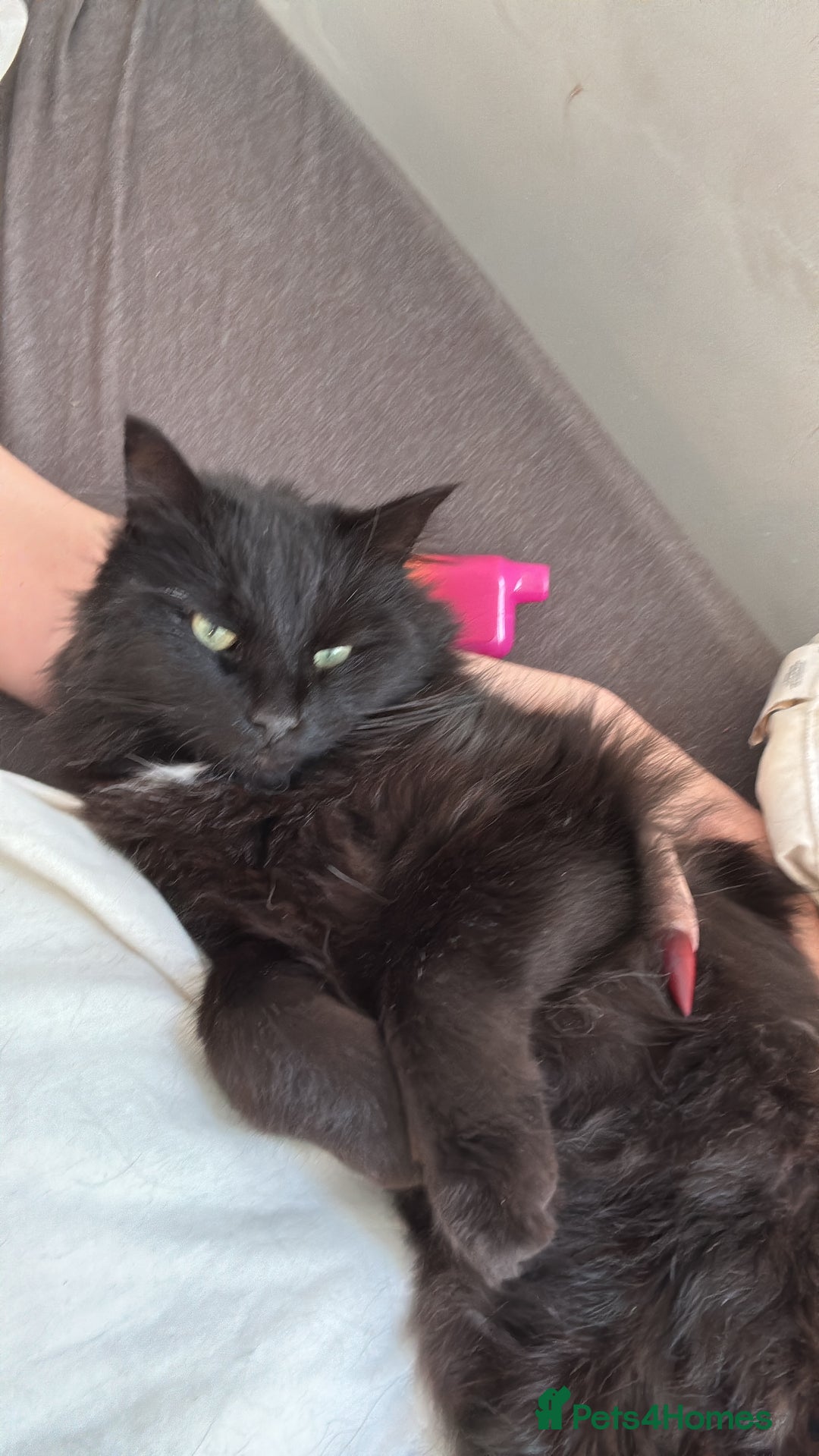 British Longhair cats for sale: reluctant to rehome - Advert 7