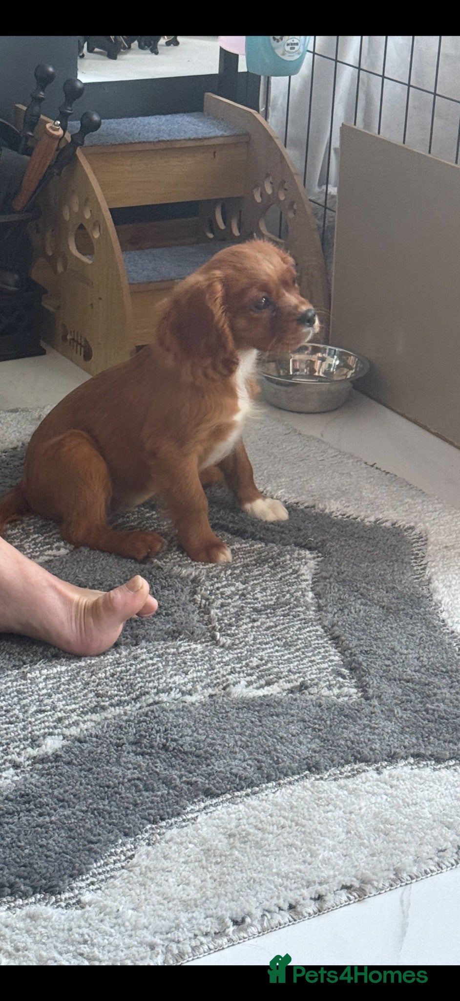 Cavalier King Charles Spaniel dogs kennel club fully vaccinated cavalier dna clear  - Advert 1