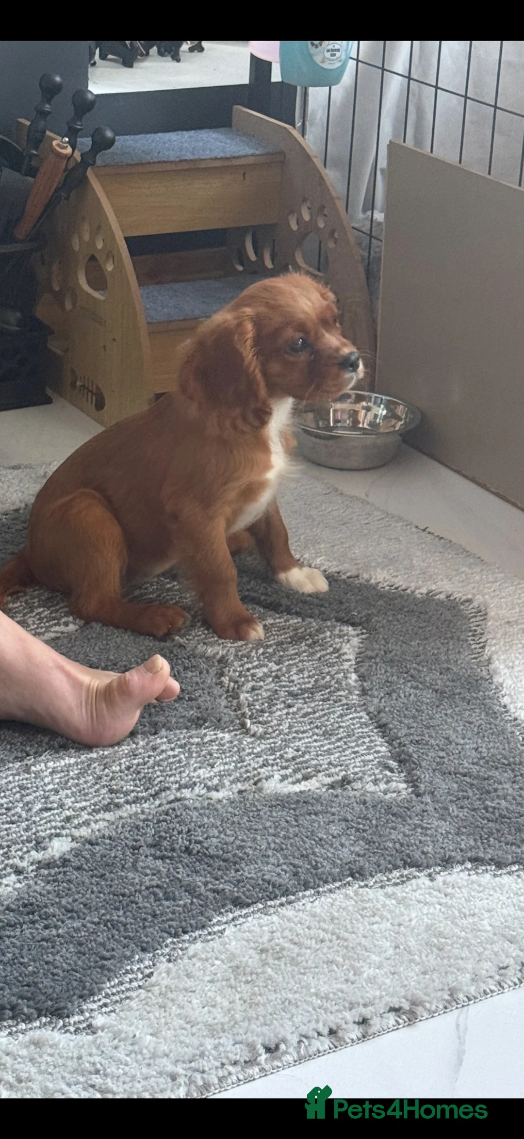 Cavalier King Charles Spaniel dogs for sale: kennel club fully vaccinated cavalier dna clear  - Advert 1