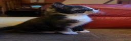 Mixed Breed cats for sale: Gorgeous Ginger, black & white female kitten in Clynderwen - Advert 8