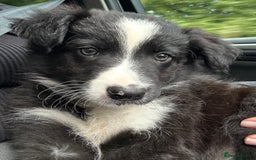 Border Collie dogs for sale: Border Collies looking for a new loving home - Image 1