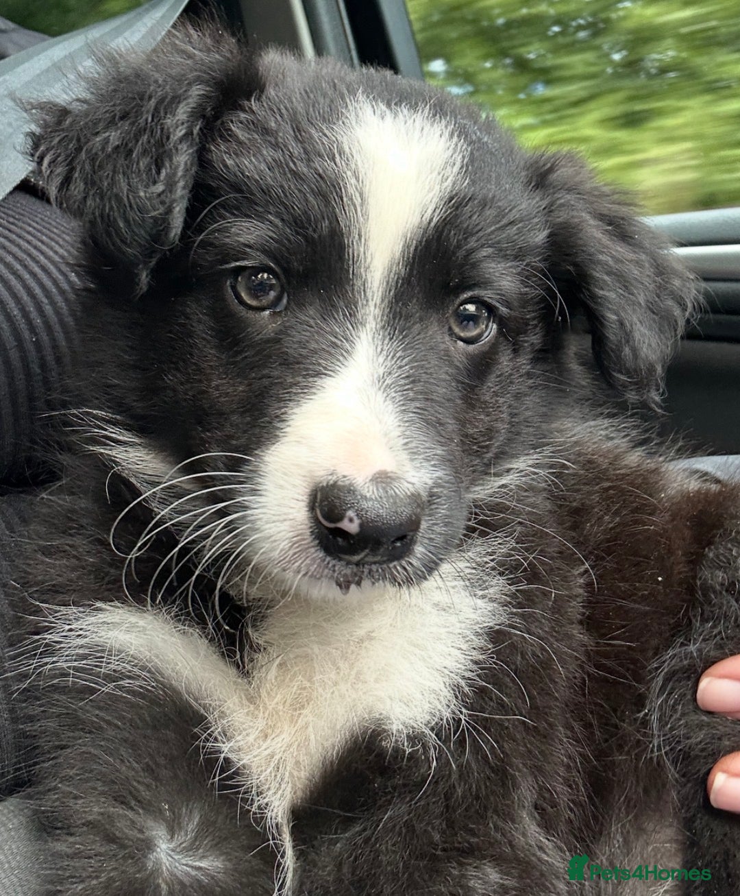 Border Collie dogs for sale: Border Collies looking for a new loving home - Image 1