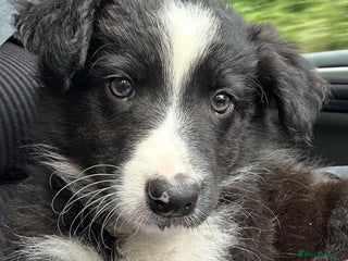 Border Collie dogs for sale - Advert 1
