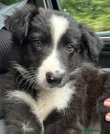 Border Collie dogs - Advert 1