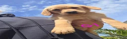 Goldador dogs for sale: Gorgeous Goldador Puppies  - Advert 1
