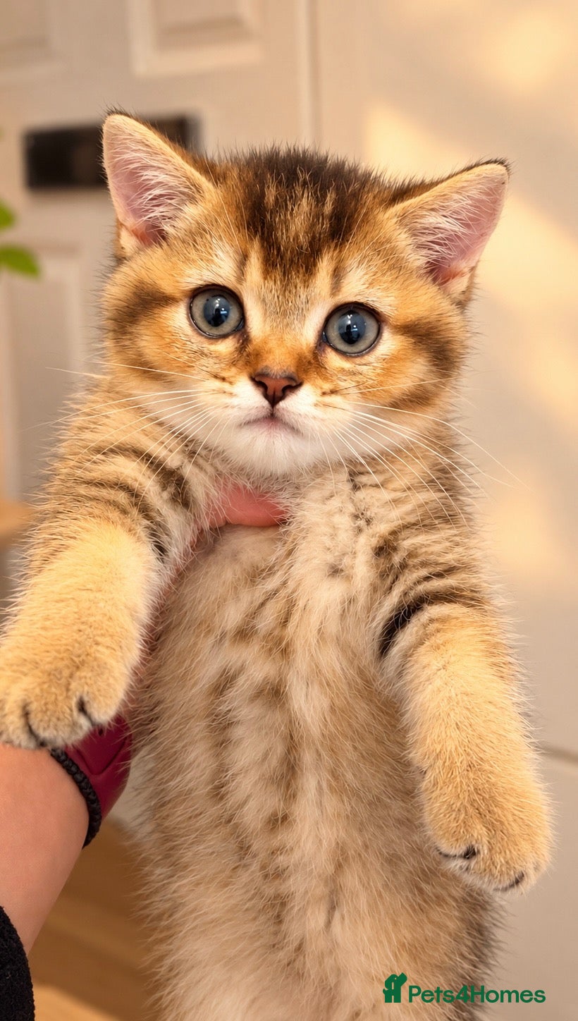 British Shorthair cats Black Golden Shaded BSH - Advert 18