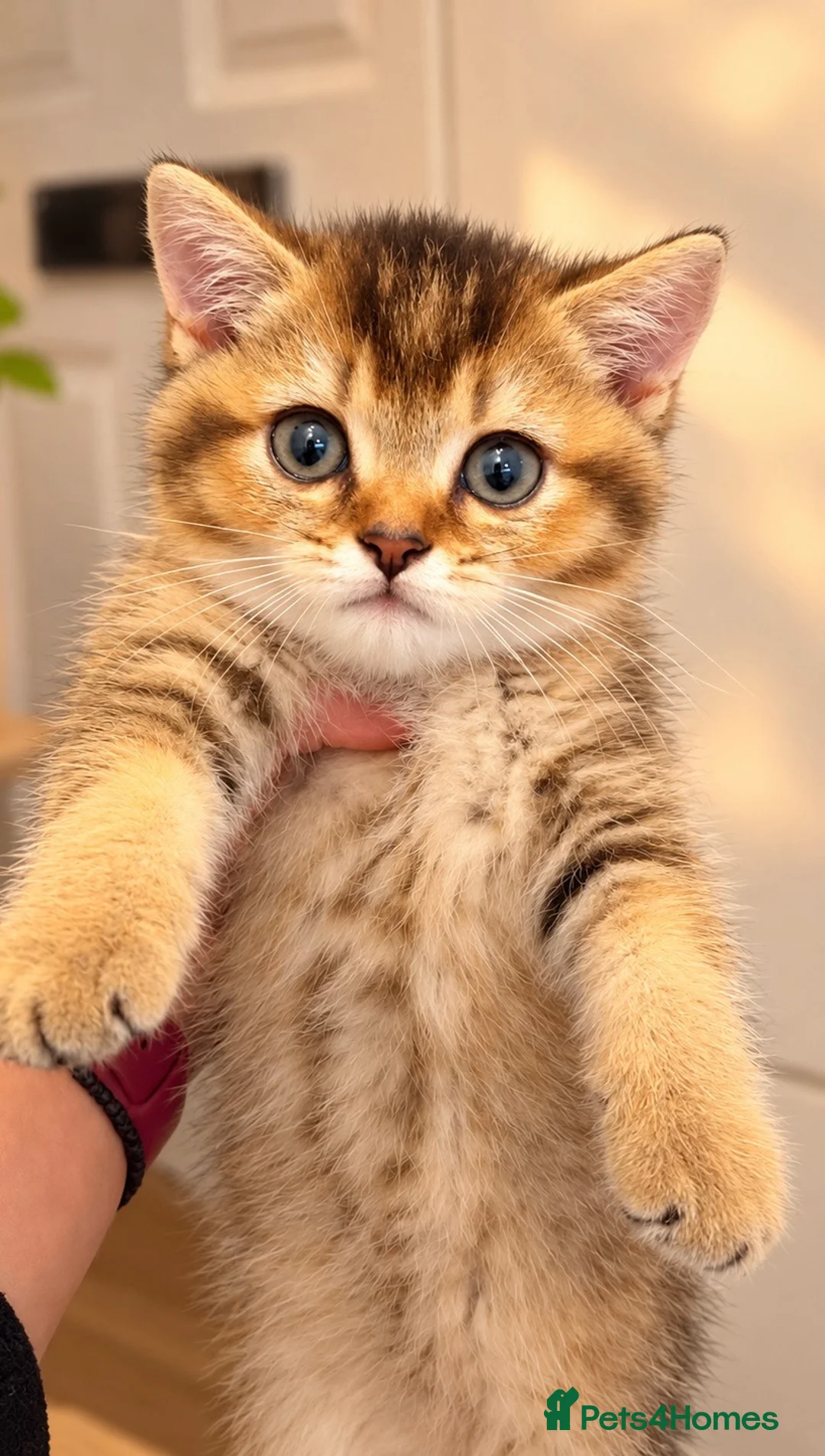British Shorthair cats for sale: Black Golden Shaded BSH - Advert 1