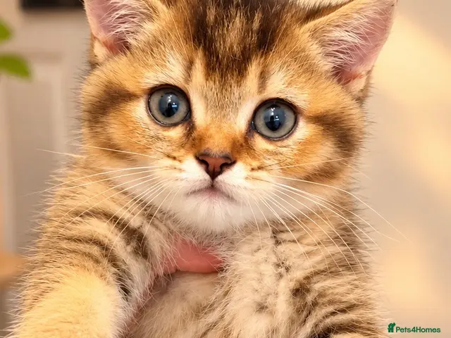 British Shorthair cats Black Golden Shaded BSH - Advert 18