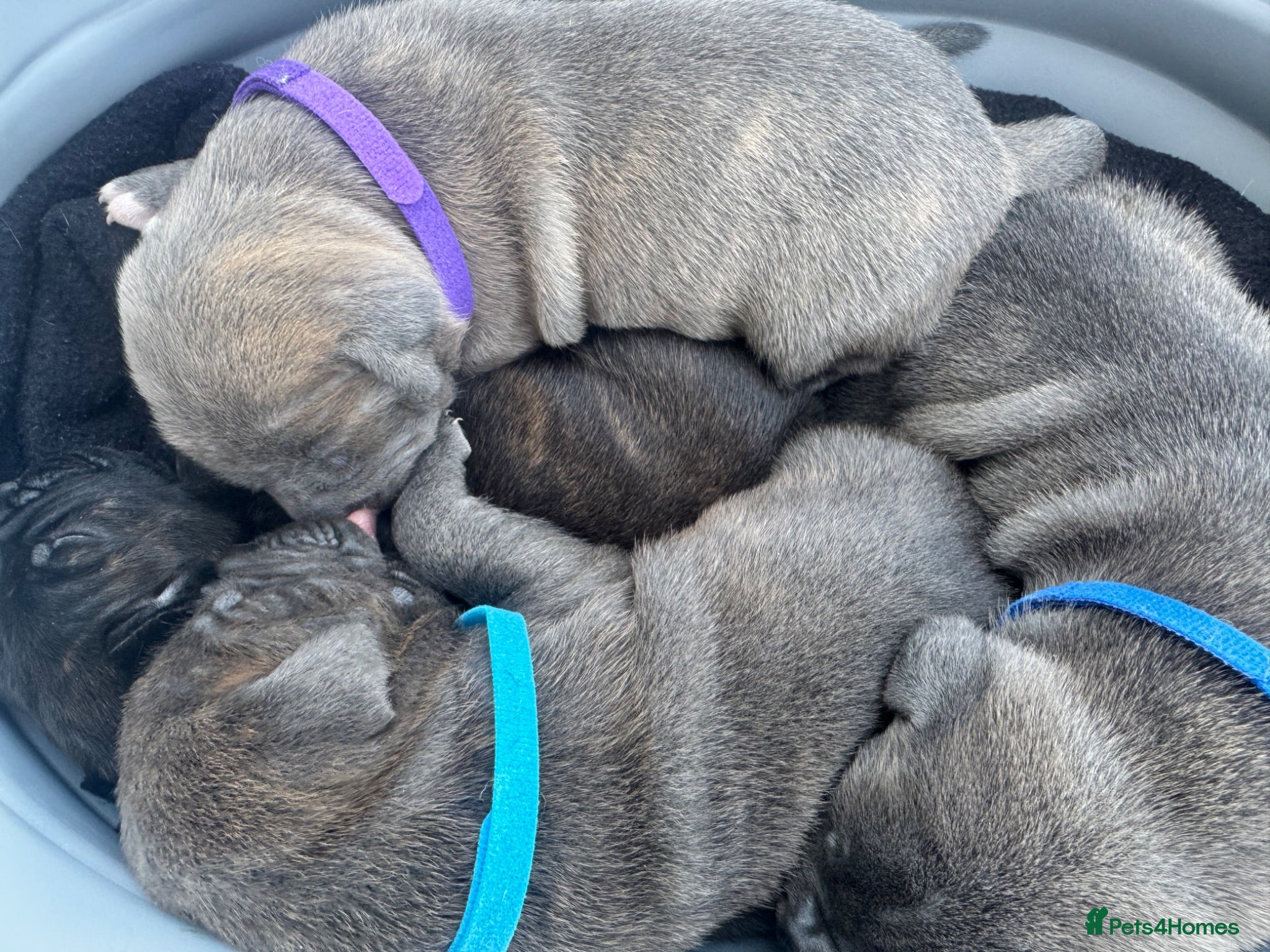 Mixed Breed dogs American Bull Staffy Puppies - Advert 16