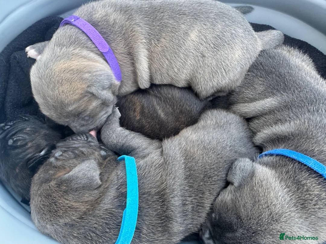 Mixed Breed dogs for sale: American Bull Staffy Puppies in Ramsgate - Advert 1