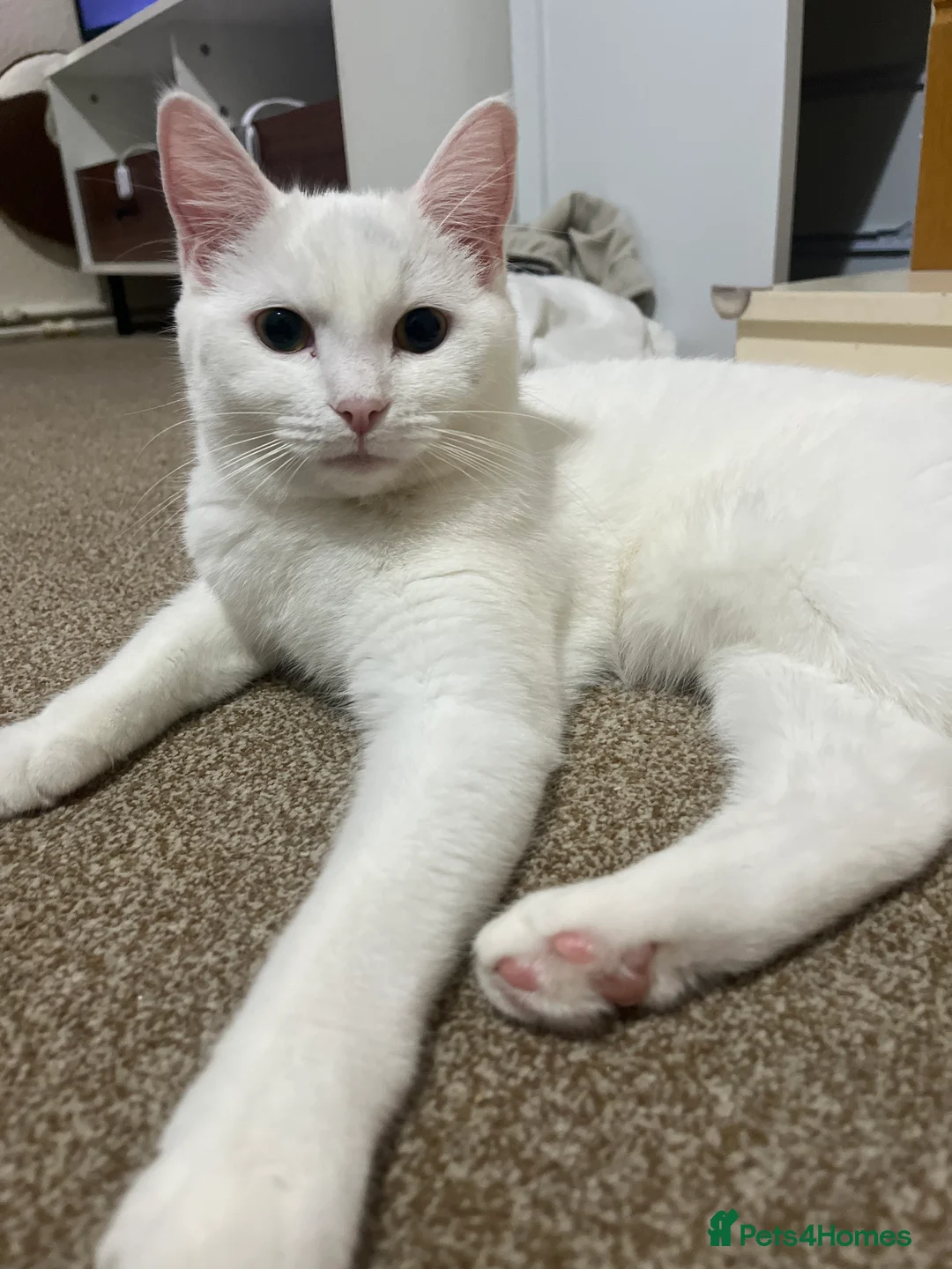 Turkish Angora cats for sale: Turkish angora  - Advert 2