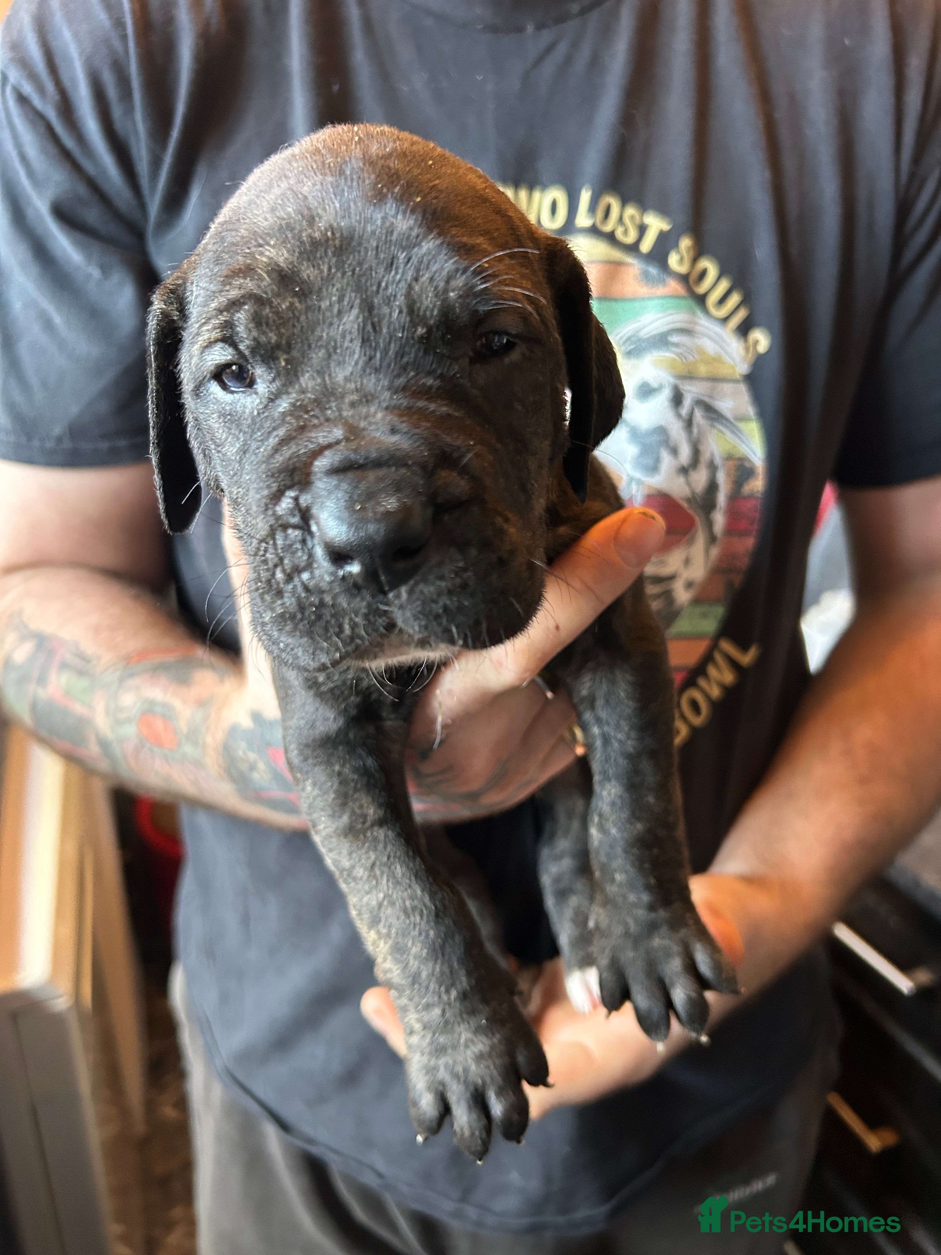 Mixed Breed dogs Daniff puppies. Great Dane/Mastiff - Advert 1