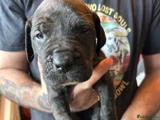 Mixed Breed dogs Daniff puppies. Great Dane/Mastiff - Advert 1