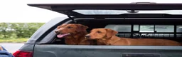 Labrador Retriever dogs for stud: FULLY HEALTH TESTED DARK RED STUD - Advert 2