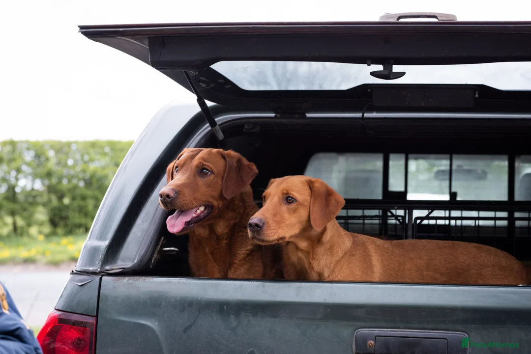 Labrador Retriever dogs for stud: FULLY HEALTH TESTED DARK RED STUD - Advert 2