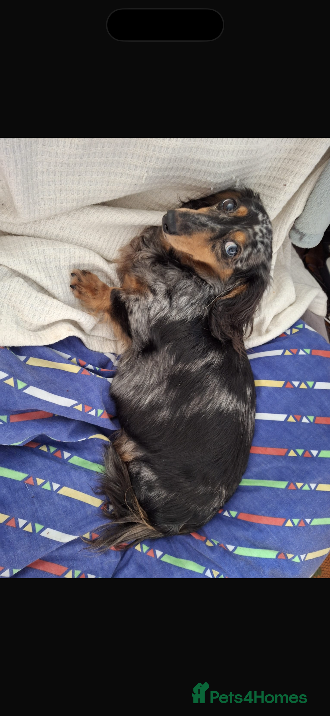 Miniature Dachshund dogs for sale: Black and brindle miniature dachshund male - Advert 5