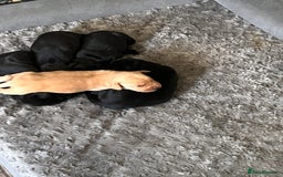 Labrador Retriever dogs for sale: Gorgeous Labrador puppies.  - Image 14