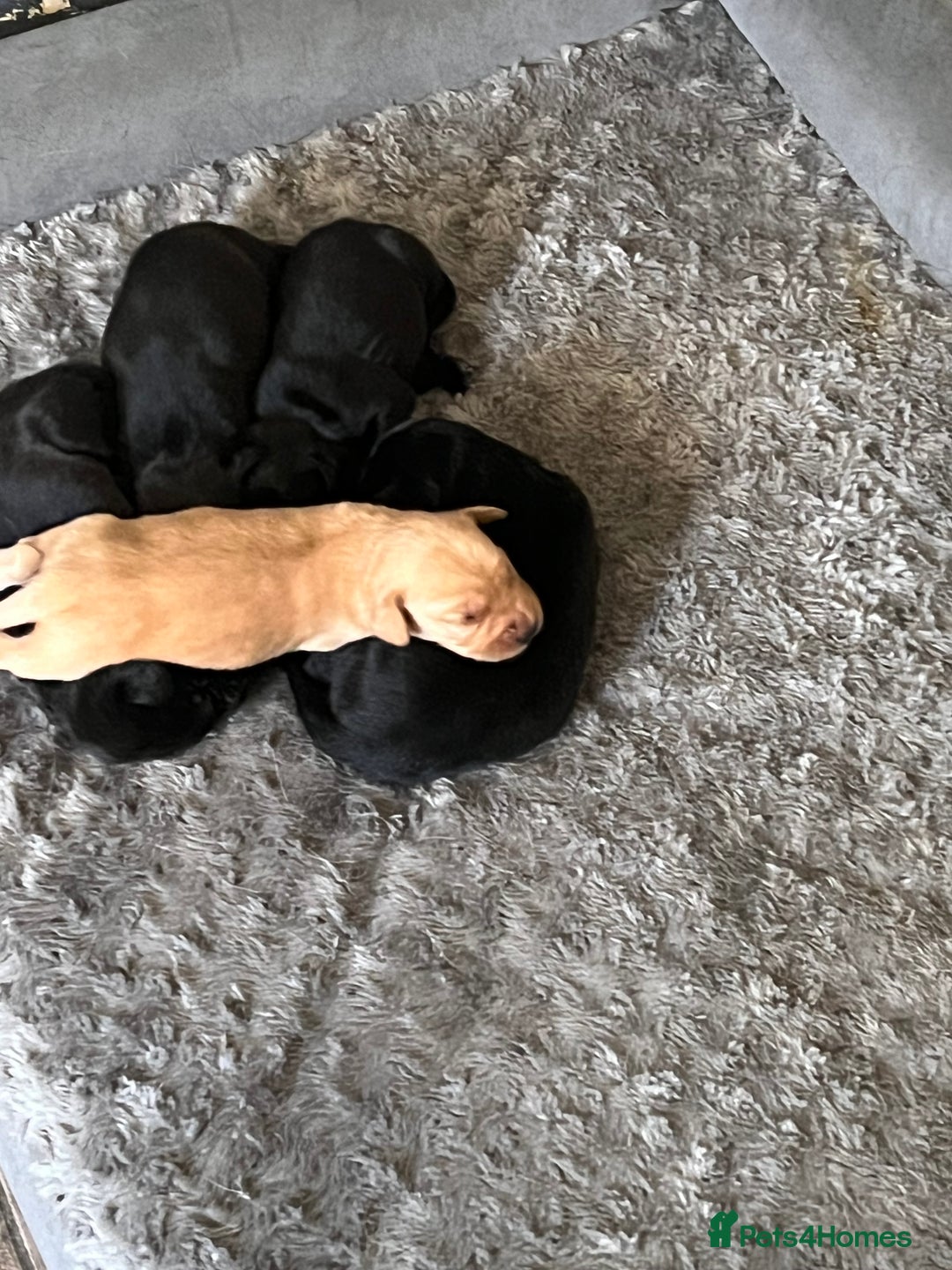 Labrador Retriever dogs for sale: Gorgeous Labrador puppies.  - Image 14