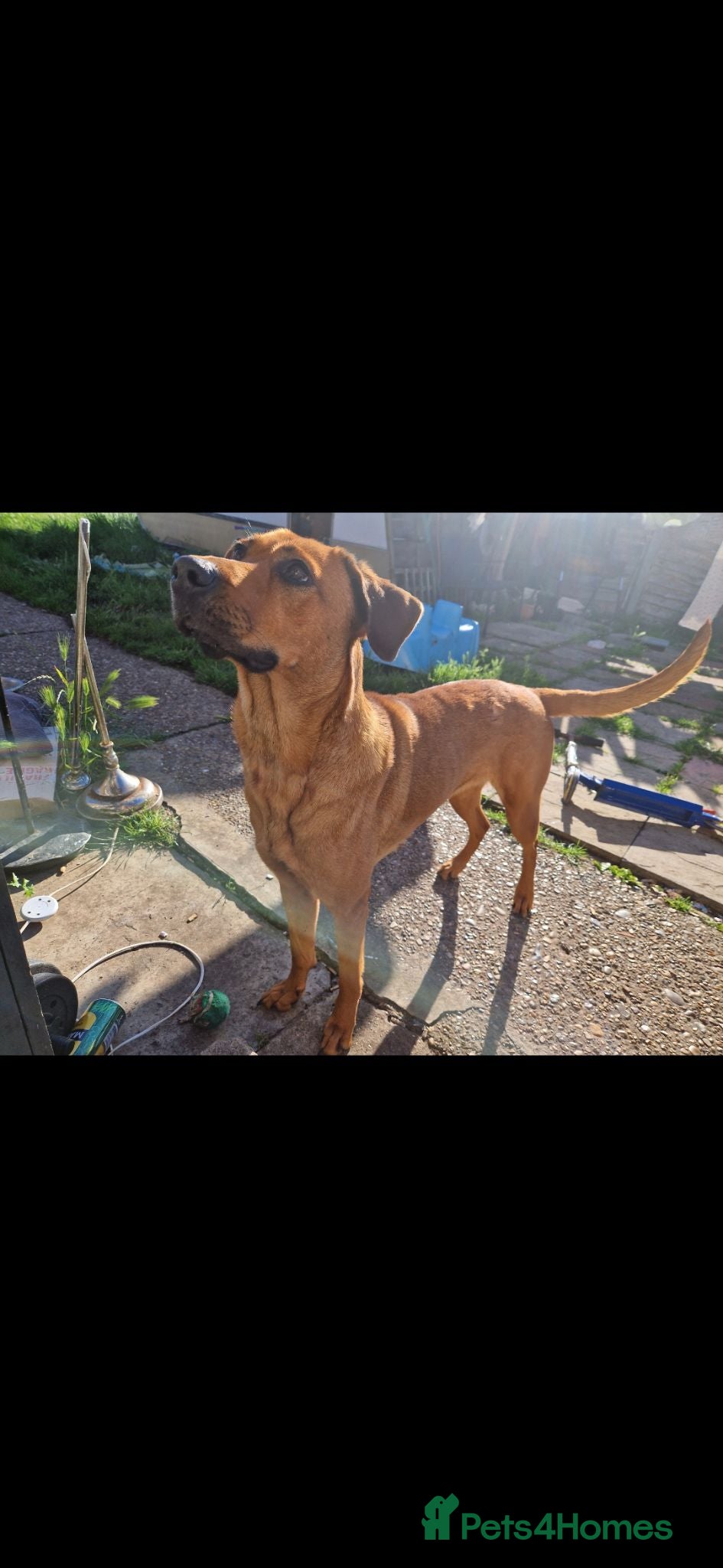 Mixed Breed dogs Luna dog - Advert 2