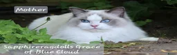 Ragdoll cats for sale: Show quality kittens ready 22nd - Advert 14