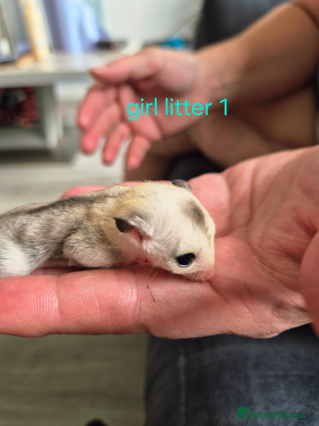 Sugar Glider rodents for sale: 4 baby sugar gliders ready 13th sept price each  - Image 24