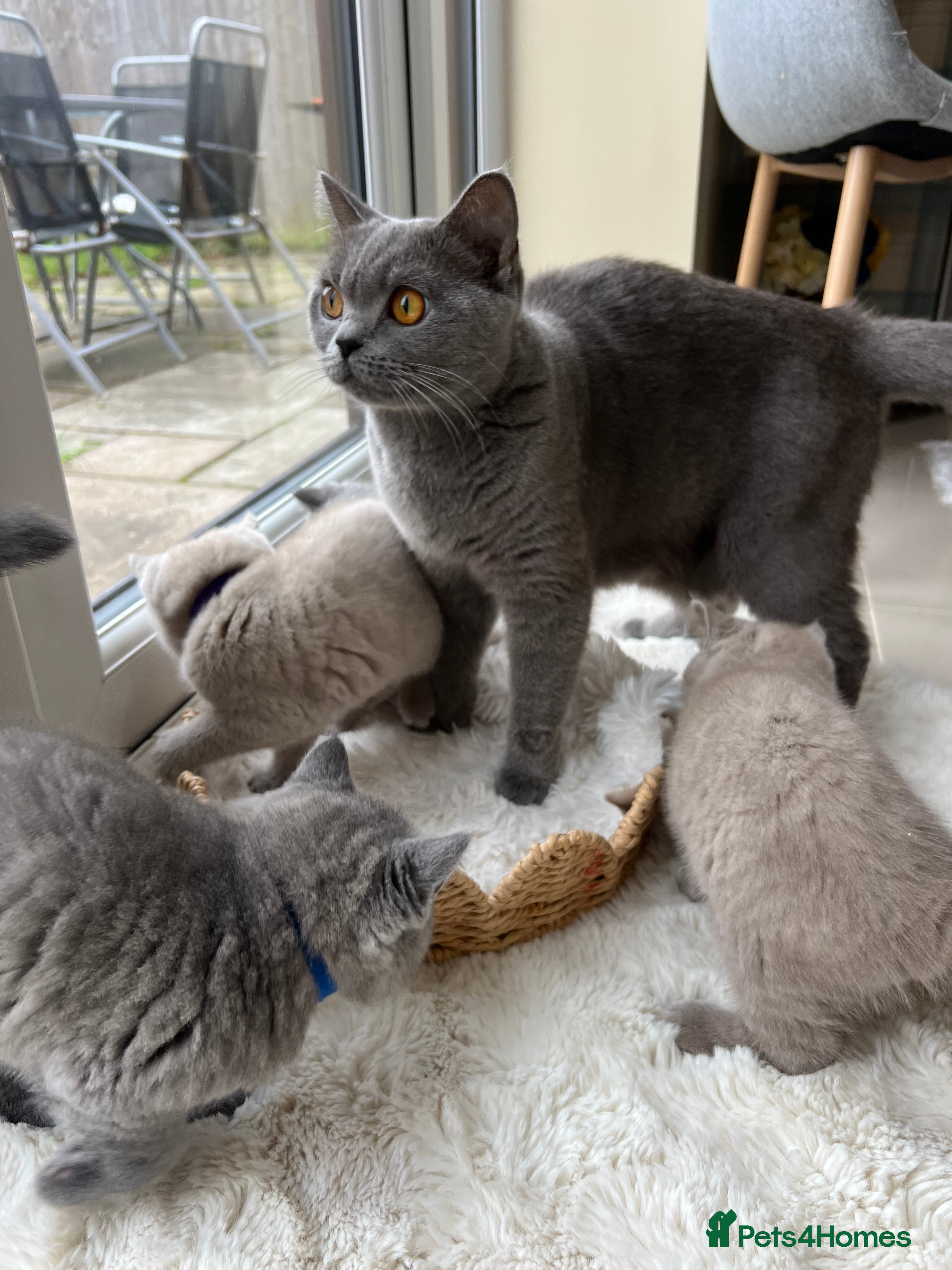 British Shorthair cats British shorthair kittens - Advert 1