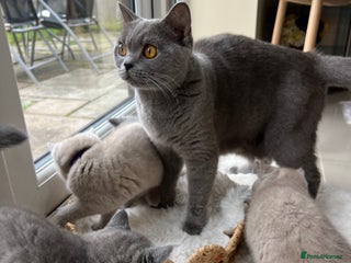 British Shorthair cats British shorthair kittens - Advert 2