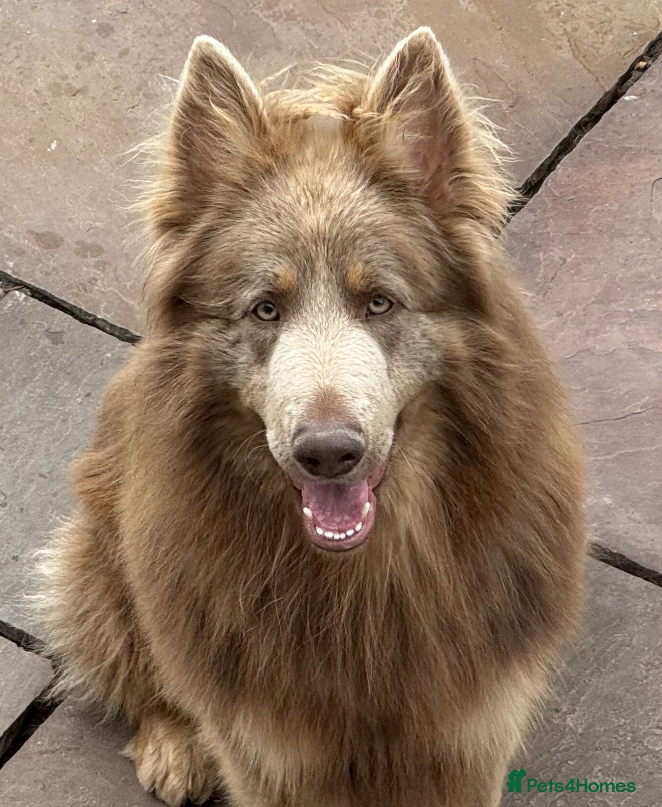 German Shepherd dogs isabella and blue dm clear pups  - Advert 2