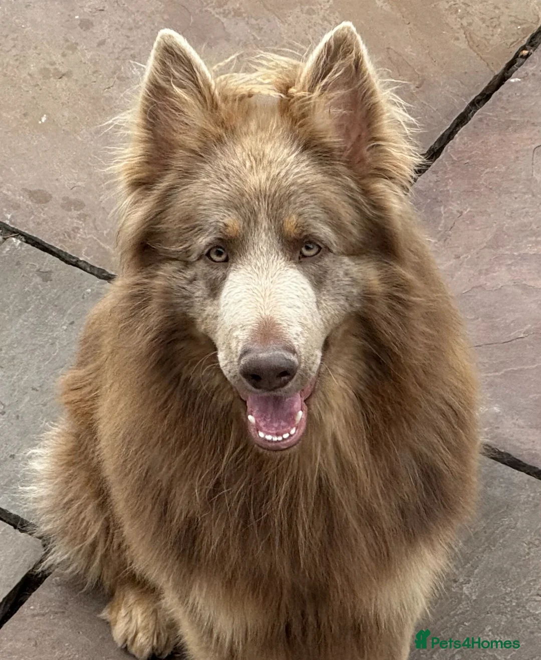 German Shepherd dogs for sale: isabella and blue dm clear pups  - Advert 2