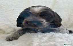 Cocker Spaniel dogs for sale: Chocolate roan show type cocker spaniels - Image 2