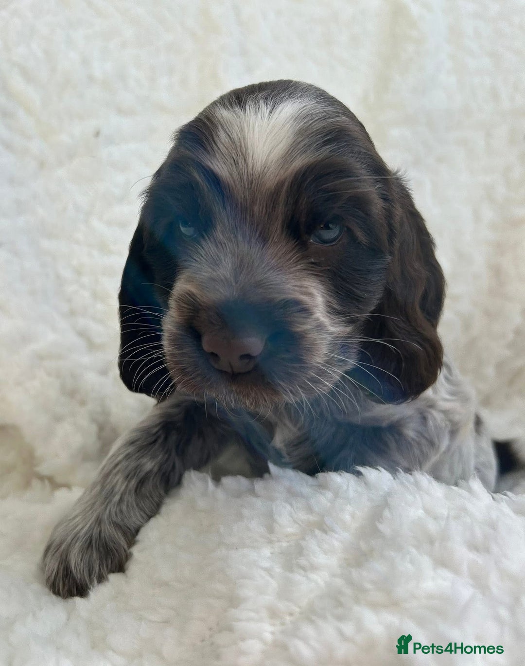 Cocker Spaniel dogs for sale: Chocolate roan show type cocker spaniels - Image 2
