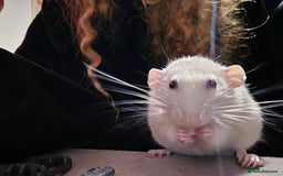 Rat rodents for sale: 2 Dumbo Rats for Rehoming - Image 2