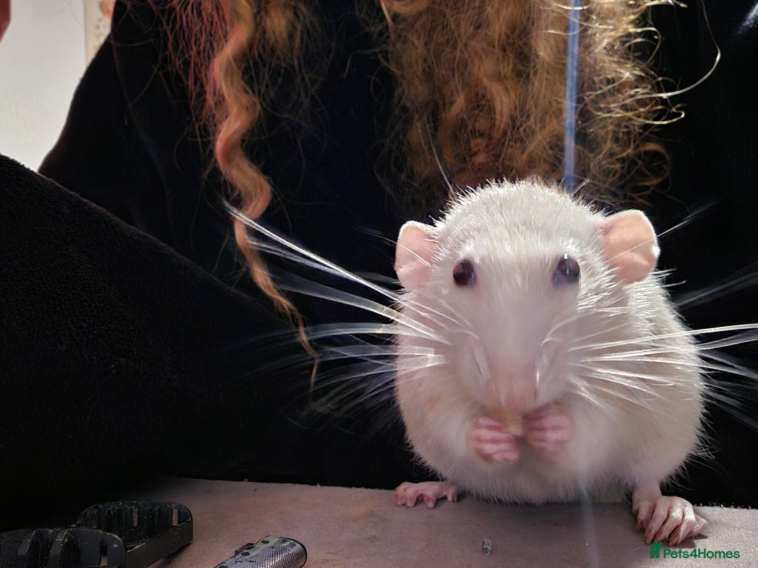 Rat rodents for sale: 2 Dumbo Rats for Rehoming - Image 2