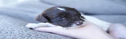 Sproodle dogs for sale: 7 Beautiful Sproodle Puppies - Advert 22