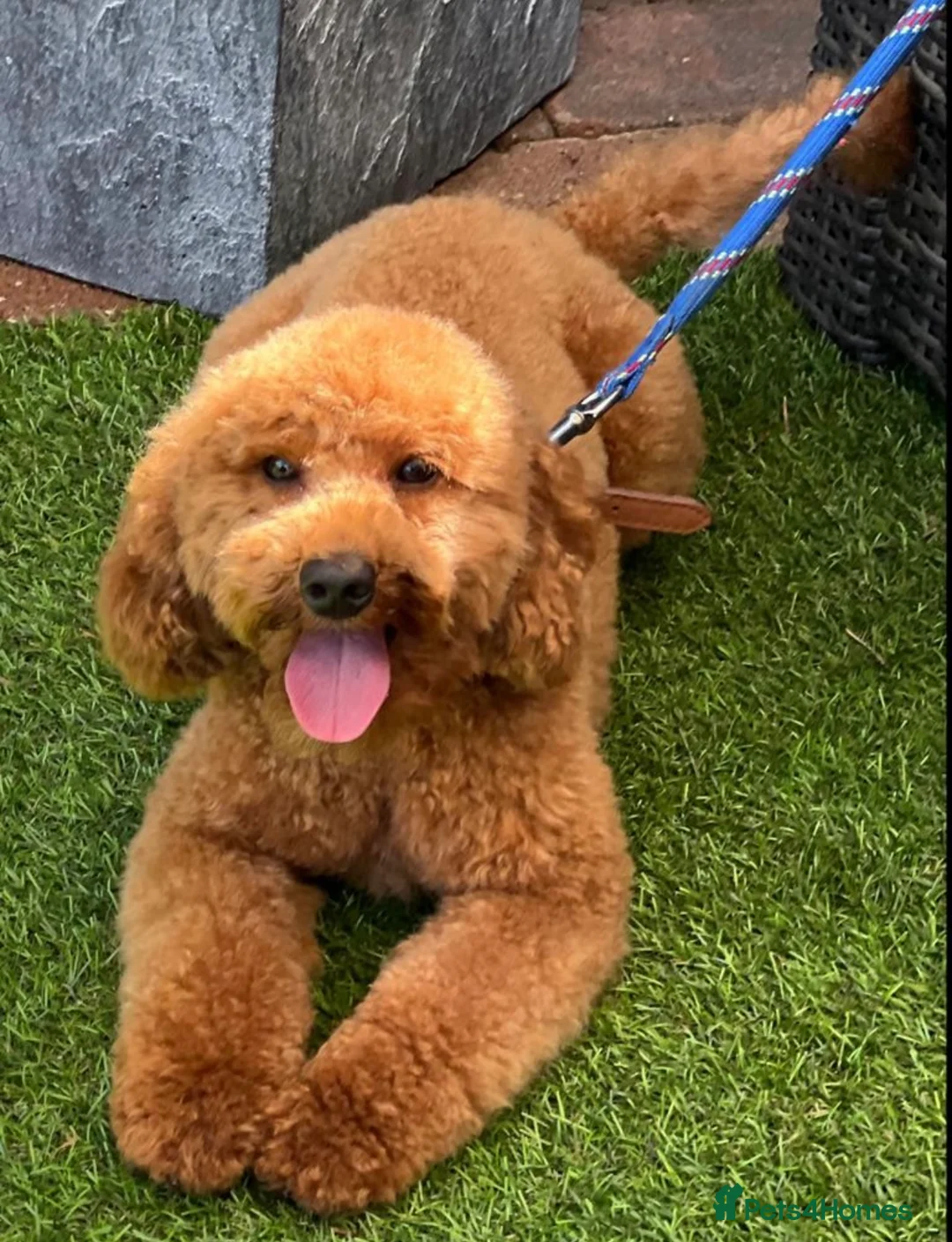 Toy Poodle dogs for stud: Gorgeous Red Toy Poodle KG REG & Health tested  - Advert 5