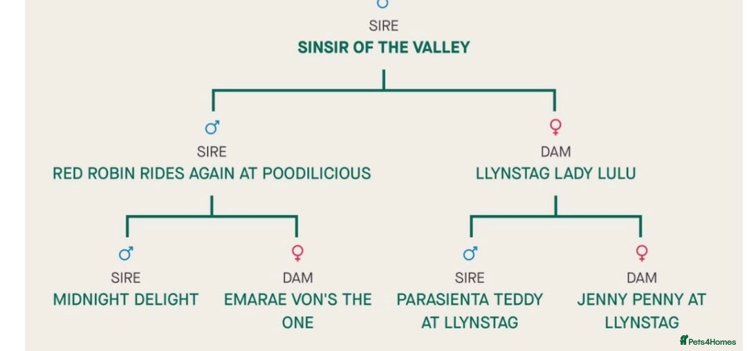 Cockapoo dogs for sale: 8 beautiful f1 cockerpoo - Advert 10