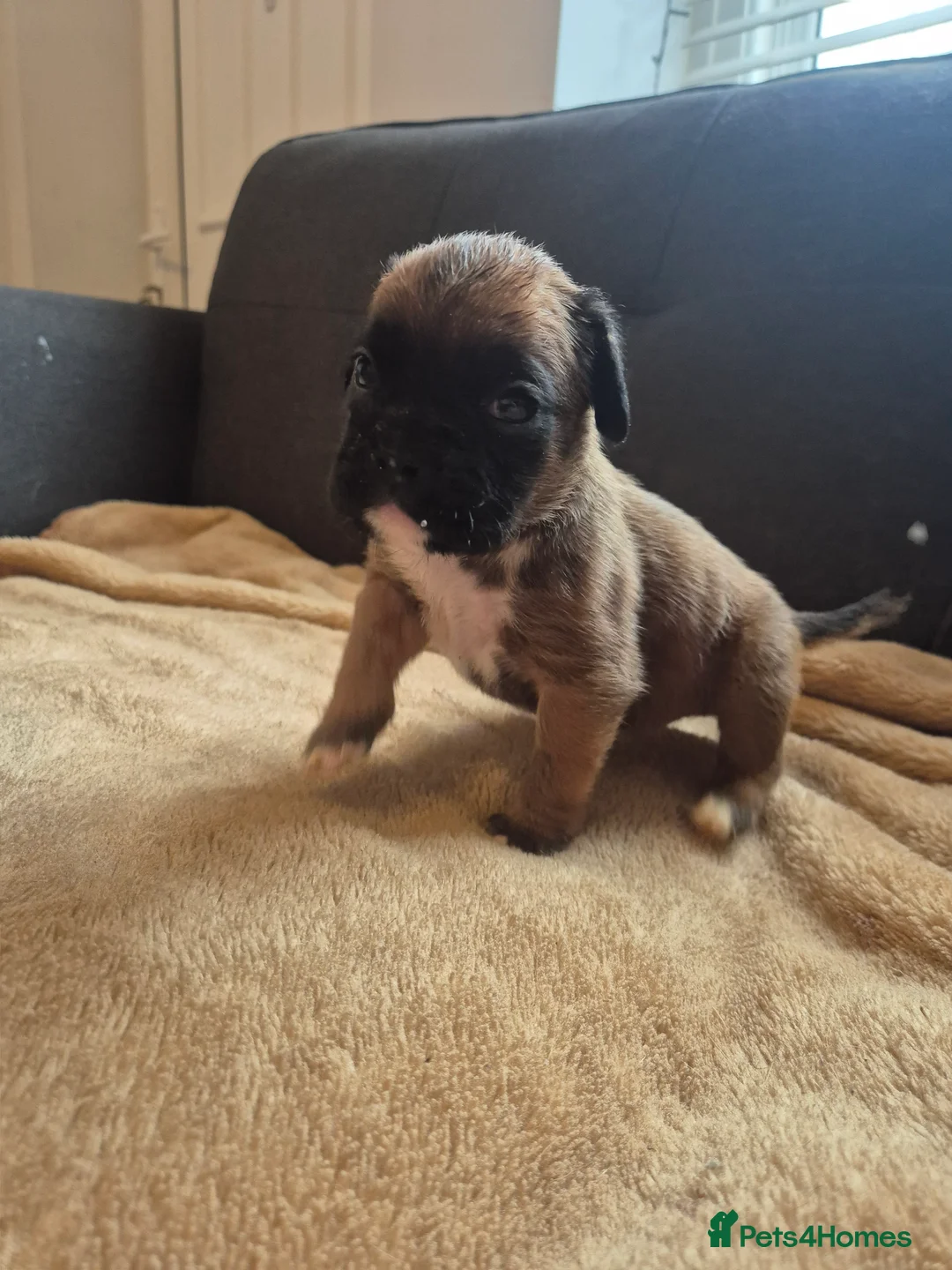 Boxer dogs for sale: STUNNING KC BOXER PUPPIES WITH CHAMPION BLOODLINES - Advert 6