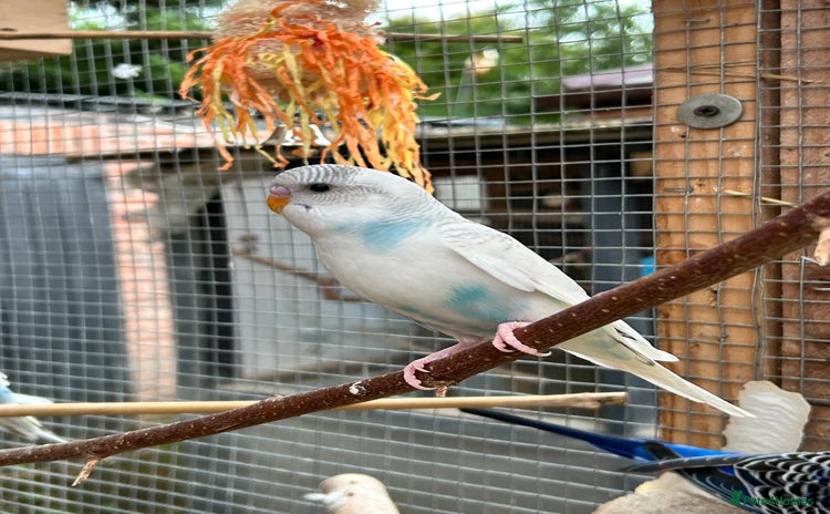 Budgerigars birds - Advert 8
